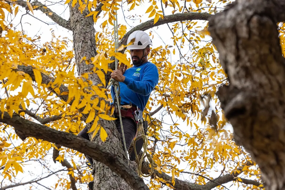 Skilled Tree Pruning crew working in West Forks