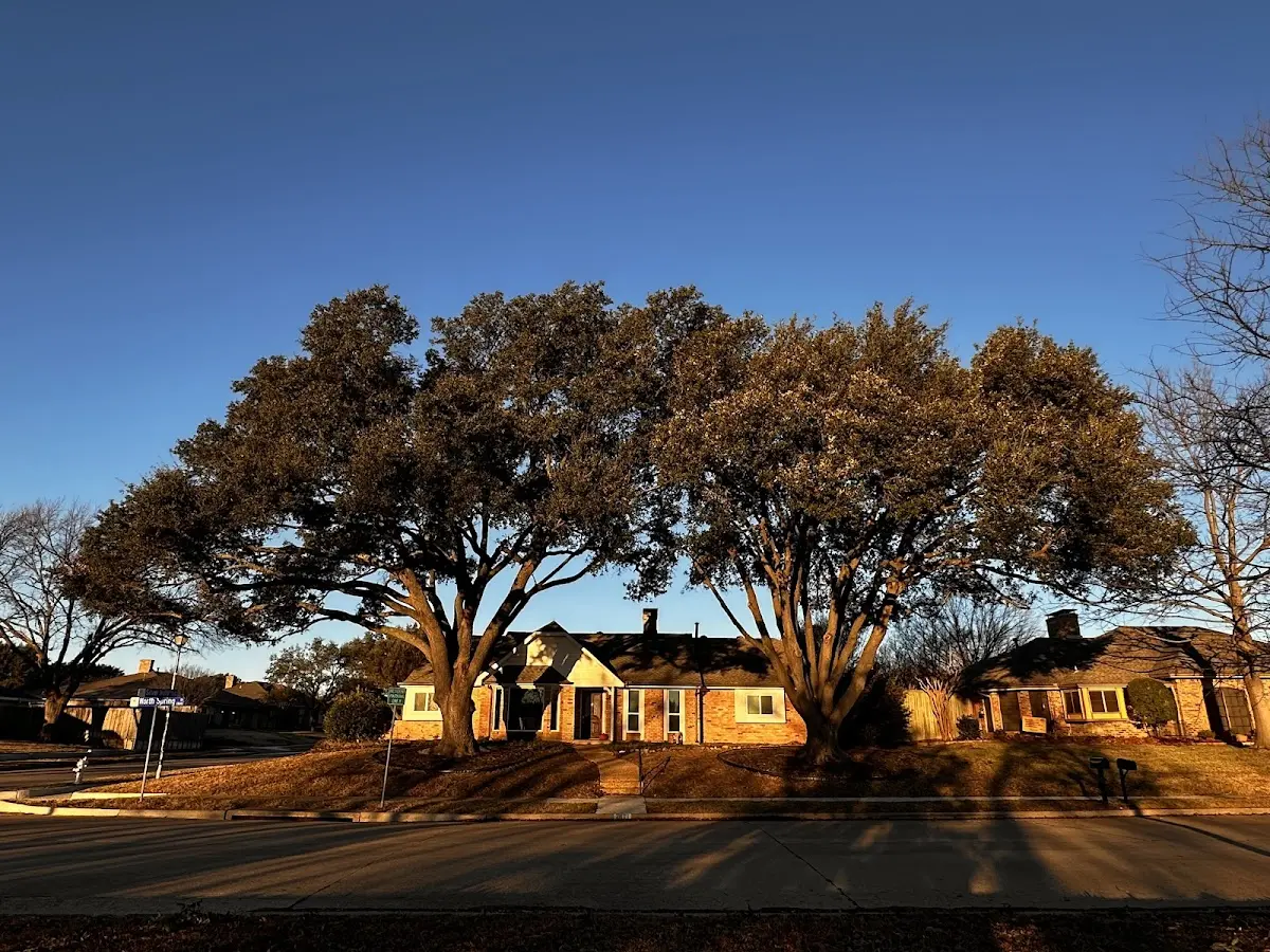 Established residential canopy tree shading a home in West Forks